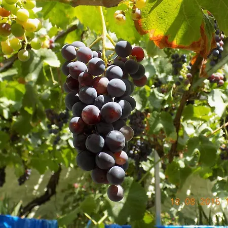 Gospodarstwo agroturystyczne Casarao Dos Reis