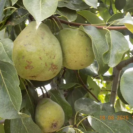 مزرعة للإقامة Casarao Dos Reis Caravela