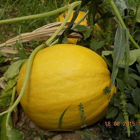 Casarao Dos Reis Caravela