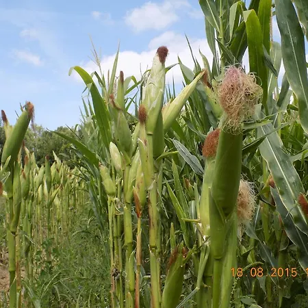Farm stay Casarao Dos Reis