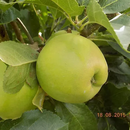 Farm stay Casarao Dos Reis Caravela