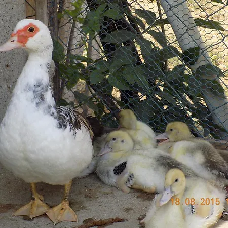 Farm stay Casarao Dos Reis