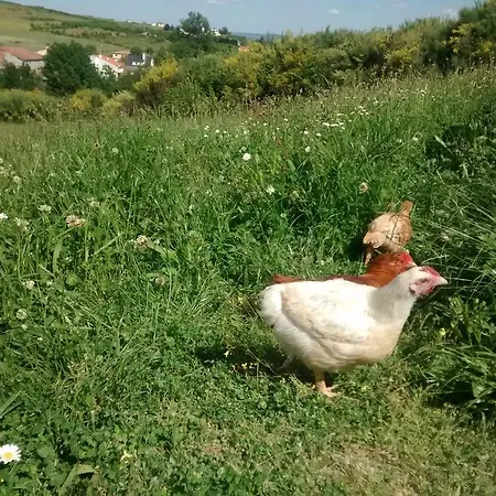 Farm stay Casarao Dos Reis *