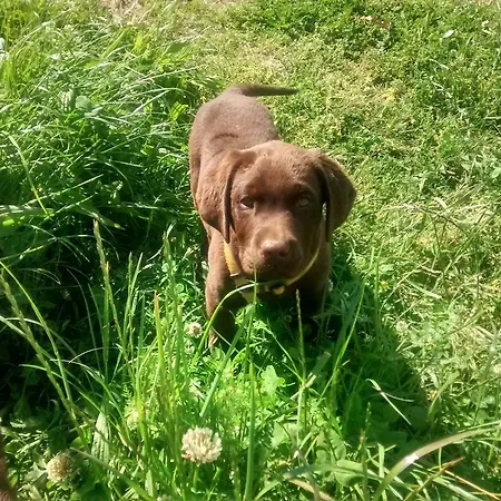 Farm stay Casarao Dos Reis