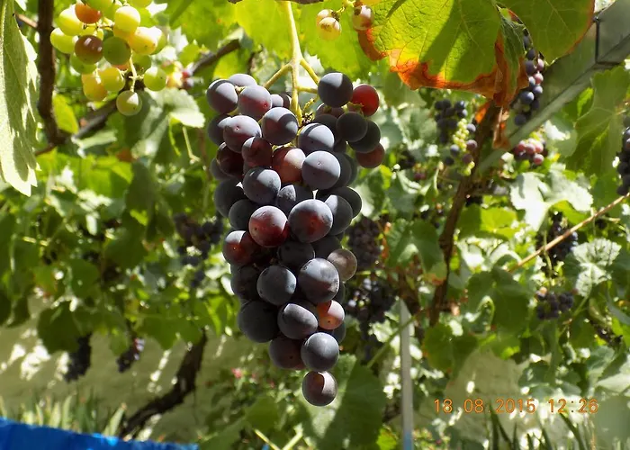 Gospodarstwo agroturystyczne Casarao Dos Reis