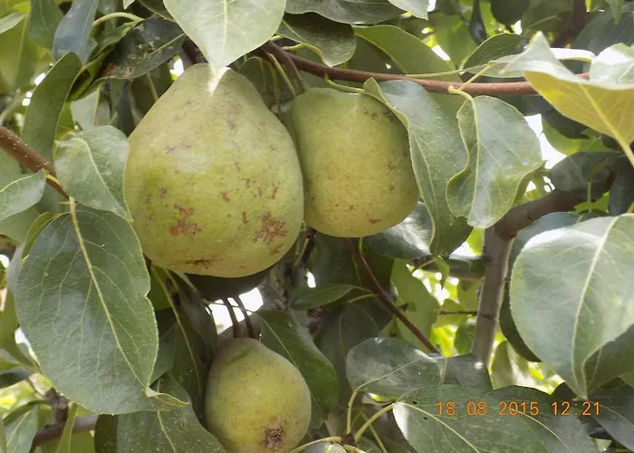 مزرعة للإقامة Casarao Dos Reis Caravela