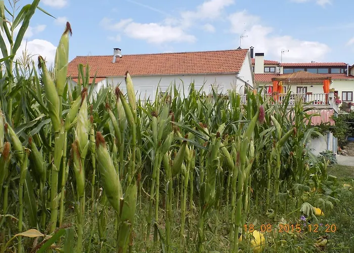 Gospodarstwo agroturystyczne Casarao Dos Reis *