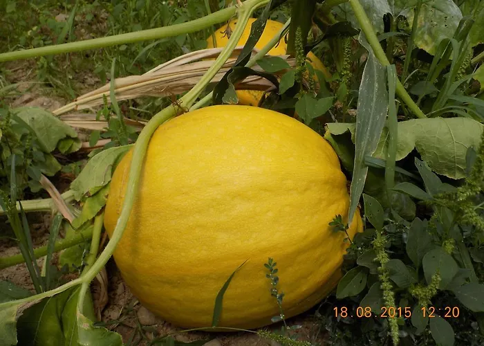 Casarao Dos Reis Caravela