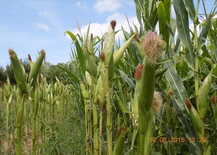 Gospodarstwo agroturystyczne Casarao Dos Reis