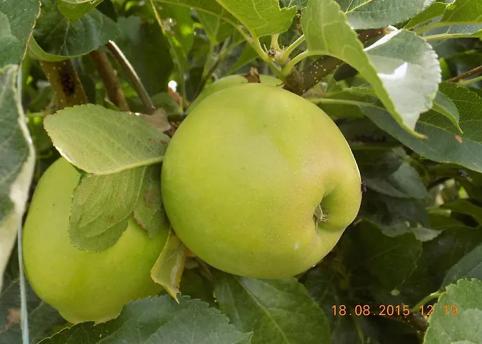 مزرعة للإقامة Casarao Dos Reis Caravela