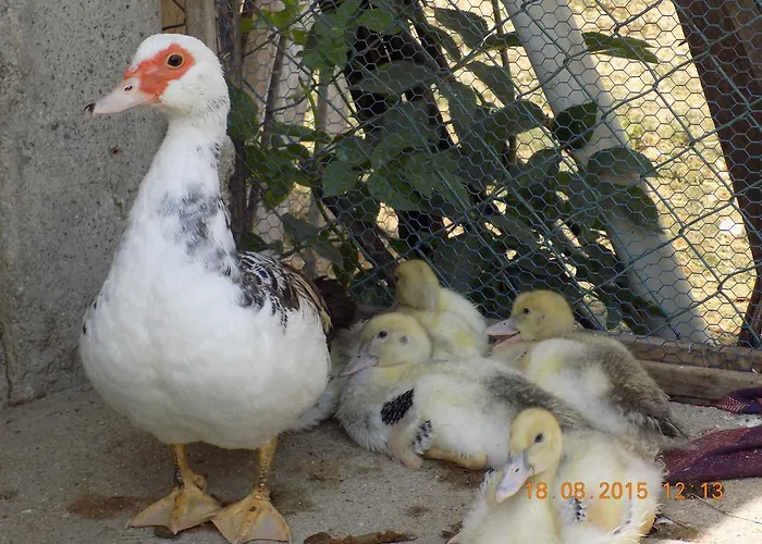 Farm stay Casarao Dos Reis