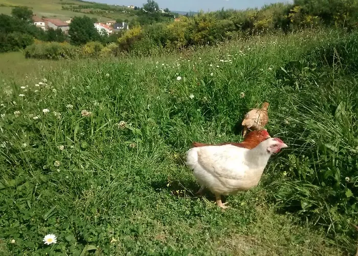 Farm stay Casarao Dos Reis *