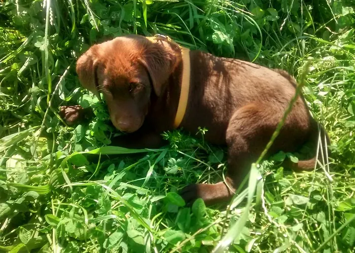 مزرعة للإقامة Casarao Dos Reis Caravela