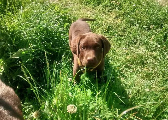 Farm stay Casarao Dos Reis