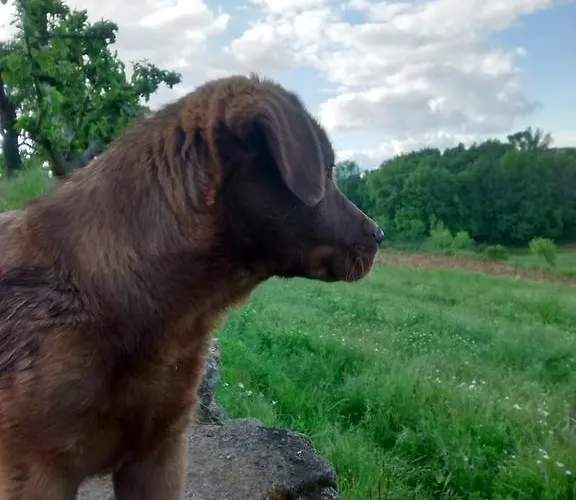 Gospodarstwo agroturystyczne Casarao Dos Reis *