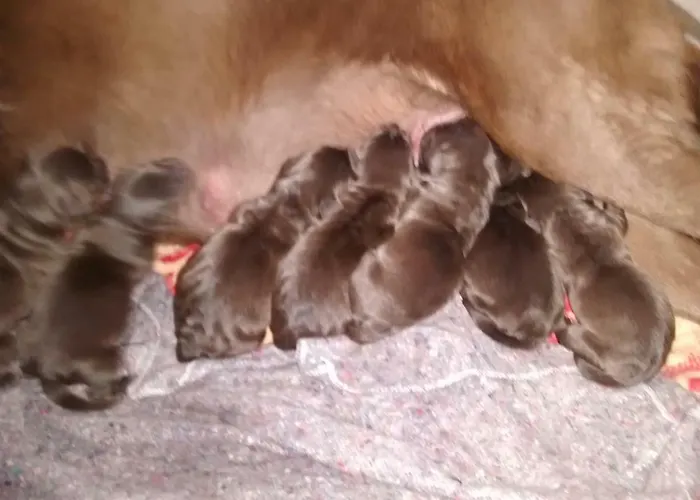 Casarao Dos Reis בית חווה