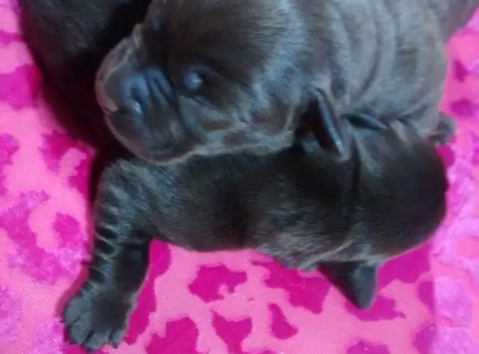 בית חווה Casarao Dos Reis Caravela